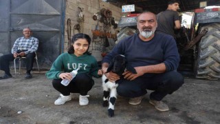 Annesi telef olan kuzuya şefkatle yaklaşan aile, Karabaşı biberonla besliyor