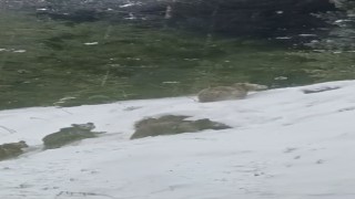 Artvinde kış uykusuna yatmayan 4 boz ayı kamerada