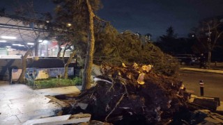 Ataşehirde fırtına nedeniyle ağaç devrildi