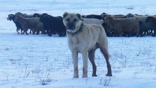 Atatürkün onayıyla Erzurumdan okyanusu aşan köpekler