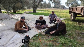Aydında piknik havasında zeytin hasadı