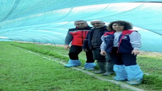 Aydında salep orkidesi üretimi büyüyor
