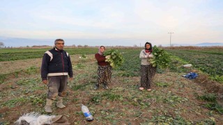 Aydında soğuk hava sebzeyi vurdu, tarlada verim düştü