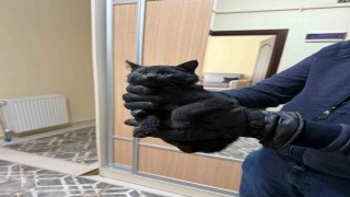 Bacaya giren kedi itfaiyenin 6 saatlik operasyonuyla kurtarıldı