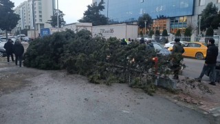 Bahçelievlerde şiddetli rüzgar nedeniyle ağaç devrildi: 1 kişi altında kaldı