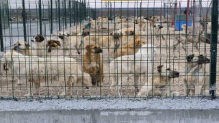 Barınakta aç ve susuz bırakılan köpeklerin birbirini parçaladığı iddiası
