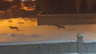 Başkalede aç kalan kurtlar ilçeye indi
