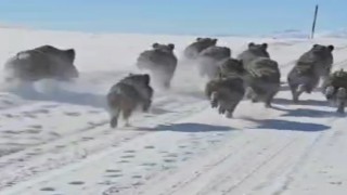 Başkalede domuz sürüsü görüntülendi