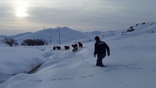 Batmanda dağda mahsur kalan 6 katır kurtarıldı