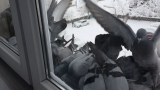 Bayburtta dondurucu soğuk: Güvercinler yem bulmak için pencerelere akın etti