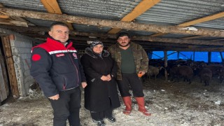 Bayburtta hayvancılığa yeni başlayan üreticilere destekler sürüyor