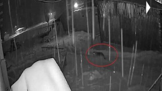 Bayburtta kurt sürüsünün köpeği kovaladığı anlar kamerada