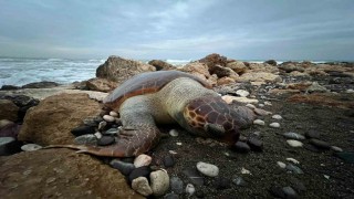 Bir caretta caretta daha ölü bulundu:15 günde 7inci ölüm