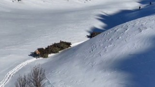 Bitliste hayvanlar için kızaklı yem mesaisi