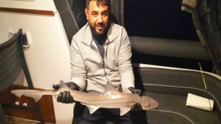 Bodrum açıklarında oltaya köpek balığı takıldı
