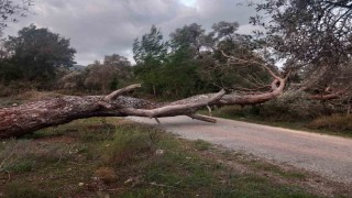 Bodrumda fırtına ağaçları devirdi