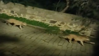 Bodrumda kurt sürüsü görüntülendi