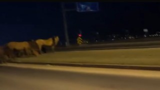 Boluda yılkı atları D-100e indi: Orta refüjde otladılar