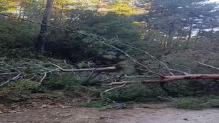 Buldanda fırtınadan devrilen ağaçlar yolu kapattı