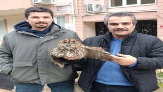 Burhaniye de soğuk hava yaban hayvanlarını da olumsuz etkiledi