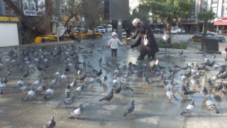 Burhaniyede güvercinler imece ile besleniyor