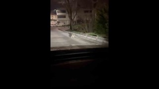 Bursada gece yarısı tilki, ağzında kediyle sokakta görüntülendi