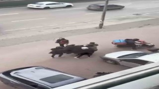 Bursada lodosa yakalanan yaşlı kadına kuryeler siper oldu