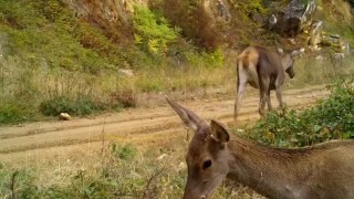 Bursanın kızıl geyikleri fotokapana takıldı