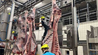 Büyükşehir mezbahasında 6 bin 29 kesim yapıldı