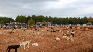 Büyükşehir sokak köpekleri için doğal yaşam alanı kapasitesini arttırdı