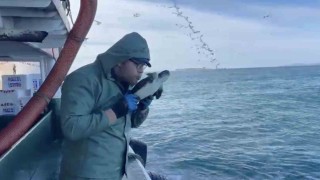 Çanakkalede balıkçılar ağlarına takılan caretta carettayı kurtardılar
