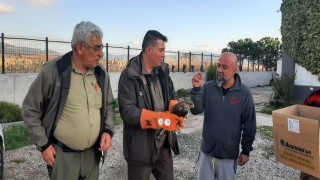 Çanakkalede yaralı şahin koruma altına alındı