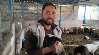 Çift başı ve 4 gözü ile doğan kuzu yaşama tutundu