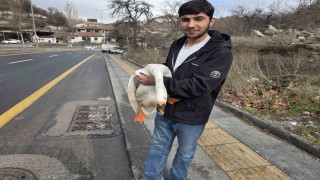 Çiftlikten kaçıp yola atlayan kaz sürücülere zor anlar yaşattı