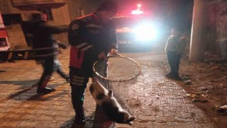 Cizrede ayağı demir korkuluklara sıkışan kedi için itfaiye seferber oldu