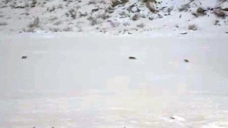 Çukurcada kurt sürüsü görüntülendi