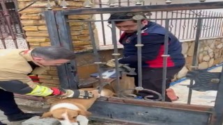 Demir korkuluklara sıkışan köpeği itfaiye kurtardı