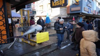 Dev Orkinos Erzincanda olay oldu! Tezgâh önünde fotoğraf yarışı