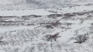 Diyarbakırda aç kalan kurt sürüsü yerleşim yerine indi