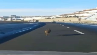Diyarbakırda ana yola inen bir kurt, uzun süre bir aracın önünde koştu