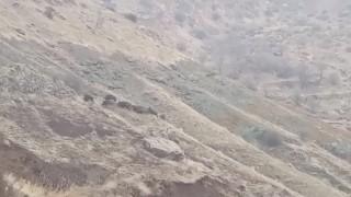 Diyarbakırda domuz sürüsü görüntülendi
