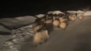 Domuz sürüsü köye indi
