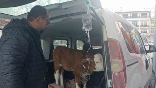 Dumandan zehirlenen 6 günlük buzağıya bagajda acil müdahale