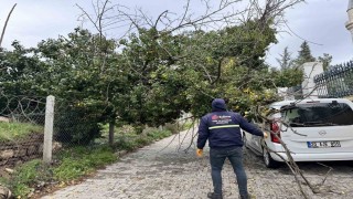 Edirnede fırtına ağaçları devirdi