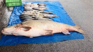 Elazığda 52 kilogram ağırlığında turna yakalandı