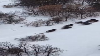 Elazığda domuz sürüsü dron ile görüntülendi