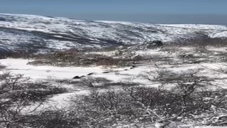 Elazığda domuz sürüsü görüldü