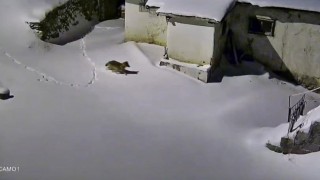 Elazığda evin çevresinde yiyecek arayan kurt kamerada