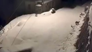 Elazığda nesli tükenmekte olan vaşak ailesi görüldü
