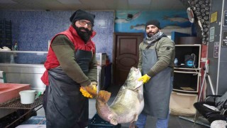 Elazığ’da Dev Turna Balığı Görenleri Şaşırttı